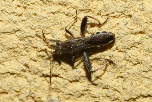 Réf. 236 347 : Camptopus lateralis